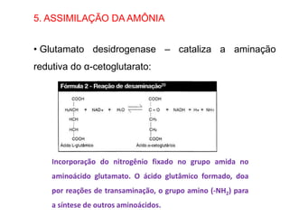 5. ASSIMILAÇÃO DA AMÔNIA
• Glutamato desidrogenase – cataliza a aminação
redutiva do α-cetoglutarato:
Incorporação do nitrogênio fixado no grupo amida no
aminoácido glutamato. O ácido glutâmico formado, doa
por reações de transaminação, o grupo amino (-NH2) para
a síntese de outros aminoácidos.
 