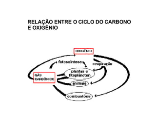 RELAÇÃO ENTRE O CICLO DO CARBONO E OXIGÊNIO 