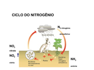 CICLO DO NITROGÊNIO NH 3 amônia NO 3 nitrato NO 2 nitrito N 2 nitrogênio atmosférico 