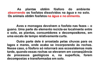 Aves e morcegos devolvem o fosfato nas fezes – o guano. Uma parte do elemento recicla-se localmente entre o solo, as plantas, consumidores e decompositores, em uma escala de tempo relativamente curta.   Outra  parte dele é arrastada pelas chuvas para os lagos e mares, onde acaba se incorporando às rochas. Nesse caso, o fósforo só retornará aos ecossistemas mais tarde, quando essas rochas se elevarem em conseqüência de processos geológicos e, na superfície, forem decompostas e transformadas em solo.  As plantas obtêm fósforo do ambiente  absorvendo  os fosfatos dissolvidos na água e no solo. Os animais obtêm fosfatos  na água e no alimento .   