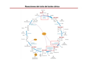 Ciclo Krebs