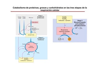 Catabolismo de proteínas, grasas y carbohidratos en las tres etapas de la
                          respiración celular
 