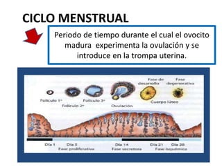 CICLO MENSTRUAL
Periodo de tiempo durante el cual el ovocito
madura experimenta la ovulación y se
introduce en la trompa uterina.
 
