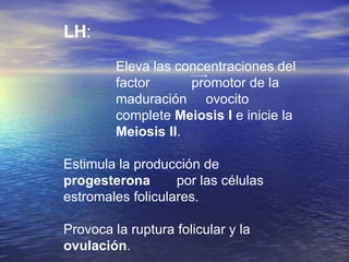 LH : Eleva las concentraciones del factor  promotor de la maduración  ovocito  complete  Meiosis I  e inicie la  Meiosis II . Estimula la producción de  progesterona   por las células estromales foliculares. Provoca la ruptura folicular y la  ovulación . 