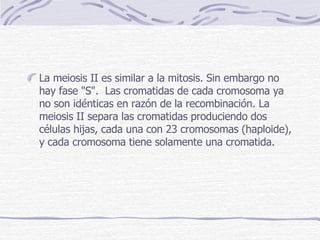 La meiosis II es similar a la mitosis. Sin embargo no hay fase "S".  Las cromatidas de cada cromosoma ya no son idénticas en razón de la recombinación. La meiosis II separa las cromatidas produciendo dos células hijas, cada una con 23 cromosomas (haploide), y cada cromosoma tiene solamente una cromatida.   