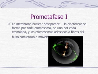 Prometafase I La membrana nuclear desaparece.  Un cinetocoro se forma por cada cromosoma, no uno por cada cromátida, y los cromosomas adosados a fibras del huso comienzan a moverse.    