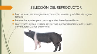 SELECCIÓN DEL REPRODUCTOR
 Procure usar verracos jóvenes con cerdas mansas y adultas de regular
tamaño
 Reserve los adultos para cerdas grandes, bien desarrolladas.
 Los verracos deben retirarse del servicio aproximadamente a los 3 años
de vida(aprox 2 años de servicio)
 