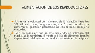 ALIMENTACION DE LOS REPRODUCTORES
 Alimentar a voluntad con alimento de finalización hasta los
100 kilos de peso; luego restringir a 2 kilos por día con
alimento de gestación para hembras, con el fin de no dejarlo
engordar.
 Sólo en casos en que se esté haciendo un sobreuso del
macho, se le suministrará medio o 1 kilo de alimento de más;
dependiendo del estado corporal y solamente en ésta época.
 