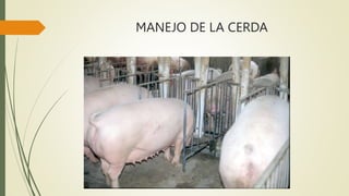 MANEJO DE LA CERDA
 