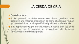 LA CERDA DE CRIA
Consideraciones
1. En general, se debe contar con líneas genéticas que
aseguren una máxima producción de carne al año; que reúnan
las características de alta prolificidad y eficiencia alimenticia.
2. La reposición del pie de cría, deberá hacerse bien sea de la
granja o por la compra a proveedores de hembras
seleccionadas en dichas granjas.
 