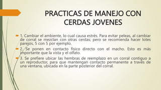 PRACTICAS DE MANEJO CON
CERDAS JOVENES
 1. Cambiar el ambiente, lo cual causa estrés. Para evitar peleas, al cambiar
de corral se mezclan con otras cerdas; pero se recomienda hacer lotes
parejos, 5 con 5 por ejemplo.
 2. Se ponen en contacto físico directo con el macho. Esto es más
importante que la vista y el olfato.
 3. Se prefiere ubicar las hembras de reemplazo en un corral contiguo a
un reproductor, para que mantengan contacto permanente a través de
una ventana, ubicada en la parte posterior del corral.
 