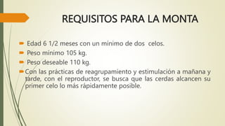 REQUISITOS PARA LA MONTA
 Edad 6 1/2 meses con un mínimo de dos celos.
 Peso mínimo 105 kg.
 Peso deseable 110 kg.
Con las prácticas de reagrupamiento y estimulación a mañana y
tarde, con el reproductor, se busca que las cerdas alcancen su
primer celo lo más rápidamente posible.
 