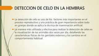 DETECCION DE CELO EN LA HEMBRAS
 La detección de celo es uno de los factores más importantes en el
proceso reproductivo y una práctica de gran importancia sobre todo
en granjas donde se aplica la técnica de inseminación artificial.
 La manera más utilizada y efectiva para realizar la detección de celos es
la visualización de los animales dos veces por día, detallando las
características físicas de los genitales externos y los cambios en el
comportamiento habitual.
 