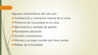 Algunas características del celo son:
Tumefacción y coloración intensa de la vulva
Presencia de mucosidad en la vulva
Nerviosismo y pérdida de apetito
Abundante salivación
Gruñido característico
Montan y se dejan montar por otras cerdas
Reflejo de inmovilidad
 