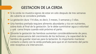 GESTACION DE LA CERDA
 Si la cerda no muestra signos de estar en celo después de tres semanas
de cubierta se considera preñada.
 La gestación dura 114 días, es decir, 3 meses, 3 semanas y 3 días.
 Una hembra preñada requiere alimento abundante y rico en nutrientes,
sobre todo al final de la gestación. Se le debe suministrar agua a voluntad
y una cama limpia cuando esté próximo el parto.
 Durante la gestación las hembras aumentan considerablemente de peso,
como consecuencia del crecimiento de los lechones y la capacidad de la
hembra de guardar reservas para la lactación. Es importante mantener
contacto a diario con la cerda preñada para que en el momento del parto
este receptiva a la intervención.
 