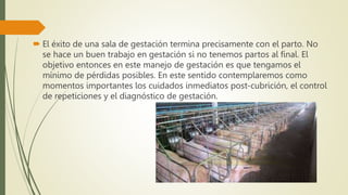  El éxito de una sala de gestación termina precisamente con el parto. No
se hace un buen trabajo en gestación si no tenemos partos al final. El
objetivo entonces en este manejo de gestación es que tengamos el
mínimo de pérdidas posibles. En este sentido contemplaremos como
momentos importantes los cuidados inmediatos post-cubrición, el control
de repeticiones y el diagnóstico de gestación.
 