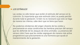  LOS ESTÍMULOS
Las cerdas no sólo tienen que recibir el estímulo del verraco en la
cubrición. Es importante que este estímulo (olor) se pueda percibir
durante toda la gestación. Si bien no es necesario que esto se haga
de manera tan intensa, cabe decir que se tiene que hacer.
No podemos olvidarnos del origen silvestre de los cerdos y
precisamente en estas condiciones las hembras precisan del verraco
que les defiende de los ataques de otros animales. La presencia del
verraco (olor) hace que las cerdas segreguen de manera más activa
progesterona que precisamente es una hormona que ayuda al
mantenimiento de la gestación.
 