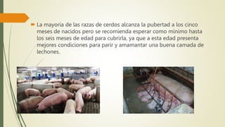  La mayoría de las razas de cerdos alcanza la pubertad a los cinco
meses de nacidos pero se recomienda esperar como mínimo hasta
los seis meses de edad para cubrirla, ya que a esta edad presenta
mejores condiciones para parir y amamantar una buena camada de
lechones.
 