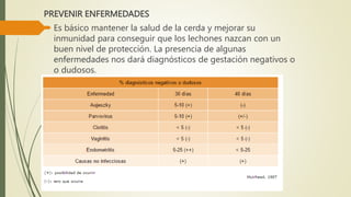 PREVENIR ENFERMEDADES
 Es básico mantener la salud de la cerda y mejorar su
inmunidad para conseguir que los lechones nazcan con un
buen nivel de protección. La presencia de algunas
enfermedades nos dará diagnósticos de gestación negativos o
o dudosos.
 