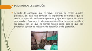  DIAGNOSTICO DE GESTACIÓN
 A parte de conseguir que el mayor número de cerdas queden
preñadas, en esta fase también es importante comprobar que la
cerda ha quedado realmente gestante y que esta gestación tiene
continuidad. Con este fin deberemos identificar lo antes posible a
las cerdas con las que no hemos tenido éxito, para lo que nos
podremos ayudar de métodos de detección de la gestación.
 