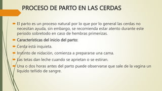 PROCESO DE PARTO EN LAS CERDAS
 El parto es un proceso natural por lo que por lo general las cerdas no
necesitan ayuda, sin embargo, se recomienda estar atento durante este
periodo sobretodo en caso de hembras primerizas.
 Características del inicio del parto:
 Cerda está inquieta.
 Instinto de nidación, comienza a prepararse una cama.
 Las tetas dan leche cuando se aprietan o se estiran.
 Una o dos horas antes del parto puede observarse que sale de la vagina un
líquido teñido de sangre.
 