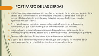 POST PARTO DE LAS CERDAS
 Los lechones que nacen primero son más fuertes y maman de las tetas más alejadas de la
cabeza de la cerda que son las que más leche producen. La cerda debe tener por lo
menos 14 tetas suficientemente largas y delgadas para que los lechones puedan
agarrarlos bien con la boca.
 En el caso de cerdas muy viejas y con muchos partos los pezones se hacen muy
voluminosos, lo que puede hacer que los lechones mamen con dificultad.
 Luego del parto la principal preocupación de los productores es la muerte de los
lechones por aplastamiento. Esto se evita o disminuye cuando se utilizan jaulas paridoras.
 La cerda debe disponer de abundante agua y alimento de lactancia.
 El corral de la hembra debe presentar de un lugar apartado para los lechones de tal
manera que puedan acceder fácilmente a la madre para alimentarse.
 