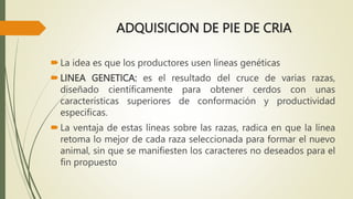 ADQUISICION DE PIE DE CRIA
La idea es que los productores usen líneas genéticas
LINEA GENETICA: es el resultado del cruce de varias razas,
diseñado científicamente para obtener cerdos con unas
características superiores de conformación y productividad
especificas.
La ventaja de estas líneas sobre las razas, radica en que la línea
retoma lo mejor de cada raza seleccionada para formar el nuevo
animal, sin que se manifiesten los caracteres no deseados para el
fin propuesto
 