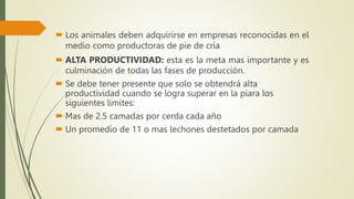  Los animales deben adquirirse en empresas reconocidas en el
medio como productoras de pie de cría
 ALTA PRODUCTIVIDAD: esta es la meta mas importante y es
culminación de todas las fases de producción.
 Se debe tener presente que solo se obtendrá alta
productividad cuando se logra superar en la piara los
siguientes limites:
 Mas de 2.5 camadas por cerda cada año
 Un promedio de 11 o mas lechones destetados por camada
 