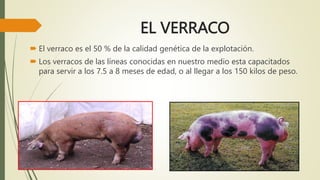 EL VERRACO
 El verraco es el 50 % de la calidad genética de la explotación.
 Los verracos de las líneas conocidas en nuestro medio esta capacitados
para servir a los 7.5 a 8 meses de edad, o al llegar a los 150 kilos de peso.
 