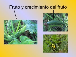Fruto y crecimiento del fruto 