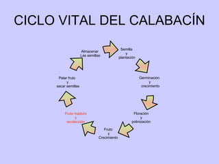 CICLO VITAL DEL CALABACÍN Semilla  y  plantación Germinación  y crecimiento Pelar fruto  y sacar semillas Floración  y  polinización  Fruto  y Crecimiento  Fruto maduro y recolección Almacenar  Las semillas 