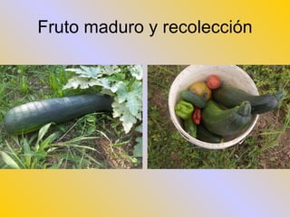 Fruto maduro y recolección 