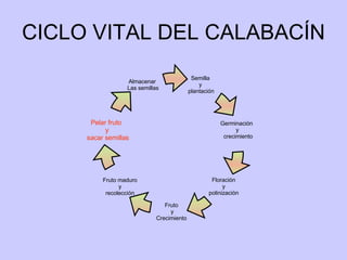 CICLO VITAL DEL CALABACÍN Semilla  y  plantación Germinación  y crecimiento Pelar fruto  y sacar semillas Floración  y  polinización  Fruto  y Crecimiento  Fruto maduro y recolección Almacenar  Las semillas 