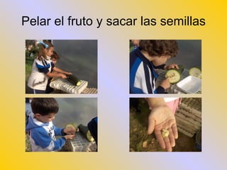 Pelar el fruto y sacar las semillas 