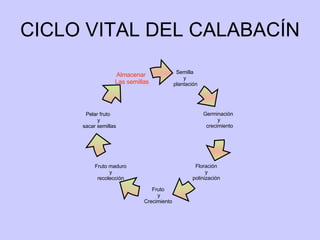 CICLO VITAL DEL CALABACÍN Semilla  y  plantación Germinación  y crecimiento Pelar fruto  y sacar semillas Floración  y  polinización  Fruto  y Crecimiento  Fruto maduro y recolección Almacenar  Las semillas 