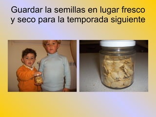 Guardar la semillas en lugar fresco y seco para la temporada siguiente 