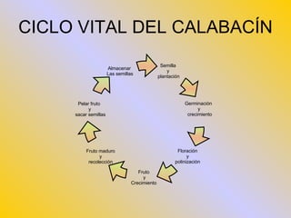 CICLO VITAL DEL CALABACÍN Semilla  y  plantación Germinación  y crecimiento Pelar fruto  y sacar semillas Floración  y  polinización  Fruto  y Crecimiento  Fruto maduro y recolección Almacenar  Las semillas 