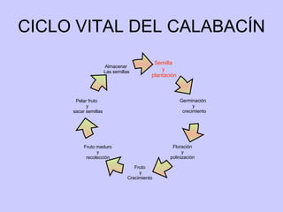 CICLO VITAL DEL CALABACÍN Semilla  y  plantación Germinación  y crecimiento Pelar fruto  y sacar semillas Floración  y  polinización  Fruto  y Crecimiento  Fruto maduro y recolección Almacenar  Las semillas 