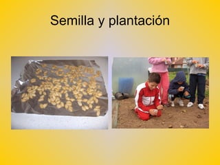 Semilla y plantación 