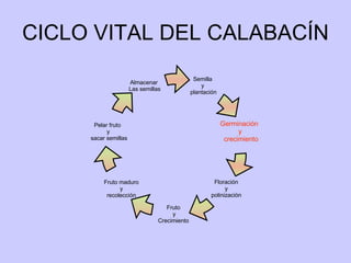 CICLO VITAL DEL CALABACÍN Semilla  y  plantación Germinación  y crecimiento Pelar fruto  y sacar semillas Floración  y  polinización  Fruto  y Crecimiento  Fruto maduro y recolección Almacenar  Las semillas 