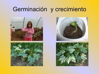 Germinación  y crecimiento 