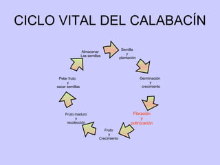 CICLO VITAL DEL CALABACÍN Semilla  y  plantación Germinación  y crecimiento Pelar fruto  y sacar semillas Floración  y  polinización  Fruto  y Crecimiento  Fruto maduro y recolección Almacenar  Las semillas 