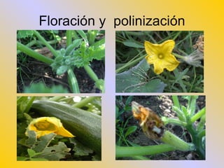Floración y  polinización 