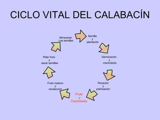 CICLO VITAL DEL CALABACÍN Semilla  y  plantación Germinación  y crecimiento Pelar fruto  y sacar semillas Floración  y  polinización  Fruto  y Crecimiento  Fruto maduro y recolección Almacenar  Las semillas 