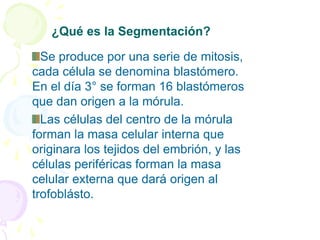 ¿Qué es la Segmentación?
Se produce por una serie de mitosis,
cada célula se denomina blastómero.
En el día 3° se forman 16 blastómeros
que dan origen a la mórula.
Las células del centro de la mórula
forman la masa celular interna que
originara los tejidos del embrión, y las
células periféricas forman la masa
celular externa que dará origen al
trofoblásto.
 