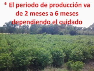 Ciclo del ají criollo