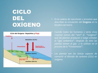 • Es la cadena de reacciones y procesos que
describen la circulación del Oxígeno en la
biosfera terrestre.
• Cuando todos los humanos y seres vivos
respiran toman del “aire" el “oxigeno”
que las plantas producen y luego exhalan
el “gas carbónico”. Después de esto las
plantas toman el gas y lo utilizan en el
proceso de la “Fotosíntesis”.
• Las plantas son las únicas capaces de
convertir el dióxido de carbono (CO2) en
oxígeno.
CICLO
DEL
OXÍGENO
 