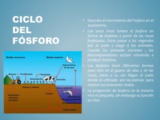 CICLO
DEL
FÓSFORO
• Describe el movimiento del Fosforo en el
ecosistema.
• Los seres vivos toman el fosforo en
forma de fosfatos a partir de las rocas
fosfatadas. Estos pasan a los vegetales
por el suelo y luego a los animales.
Cuando los animales excretan , los
descomponedores actúan volviendo a
producir fosfatos.
• Los fosfatos tiene diferentes formas
pues esta en el guano de islas y en las
rocas, estos a su vez llegan al suelo
donde es utilizado por las plantas para
realizar sus funciones vitales.
• La proporción de fosforo en la materia
viva es pequeña, sin embargo su función
es vital.
 