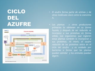 CICLO
DEL
AZUFRE
• El azufre forma parte de aminas y de
otras moléculas clave como la coenzima
A.
• Las plantas y otros productores
primarios lo obtienen en su forma
liquida, y después de ser reducido se
incorpora a sus proteínas en forma
sólida. Los organismos que ingieren
estas plantas también lo incorporan a
sus proteínas. Al morir, el azufre
reducido de las proteínas entra en el
ciclo del azufre y es oxidado por
bacterias a forma que las plantas
puedan asimilar y los animales puedan
digerir.
 