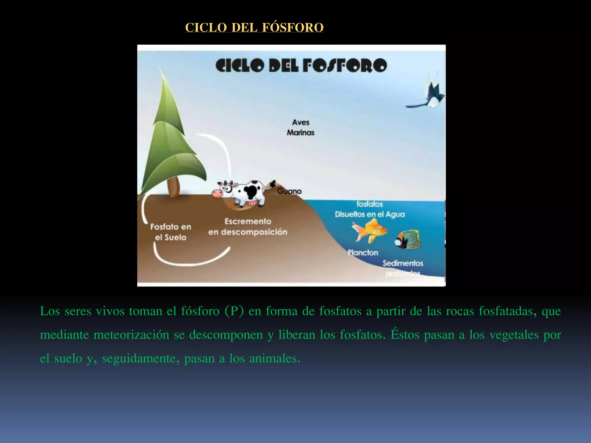 CICLO DEL FÓSFORO
Los seres vivos toman el fósforo (P) en forma de fosfatos a partir de las rocas fosfatadas, que
mediante meteorización se descomponen y liberan los fosfatos. Éstos pasan a los vegetales por
el suelo y, seguidamente, pasan a los animales.